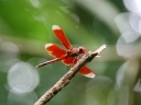 ubud (15)